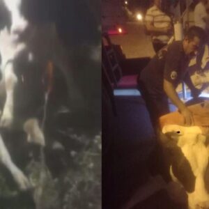 hatayda inek kurtarma operasyonu CZZnLbV9