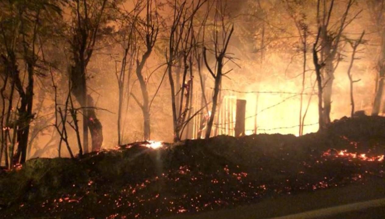 balikesirde yol kenarindaki agaclar yandi jwv4UAX2