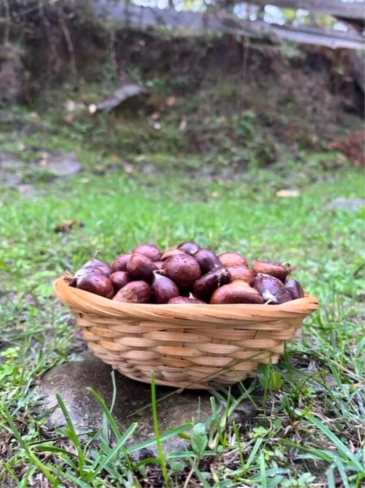 sinopta kestane sezonu basladi gelenegi yasatiyorlar u4LgBlx3.jpg