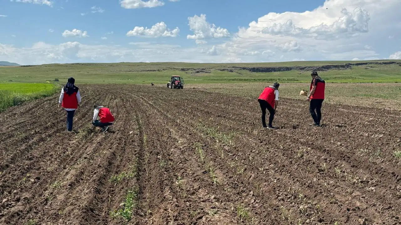 Denizli’den getirdi, Patnos’a ekti: Bir kere dikiliyor, 15 yıl kazandırıyor