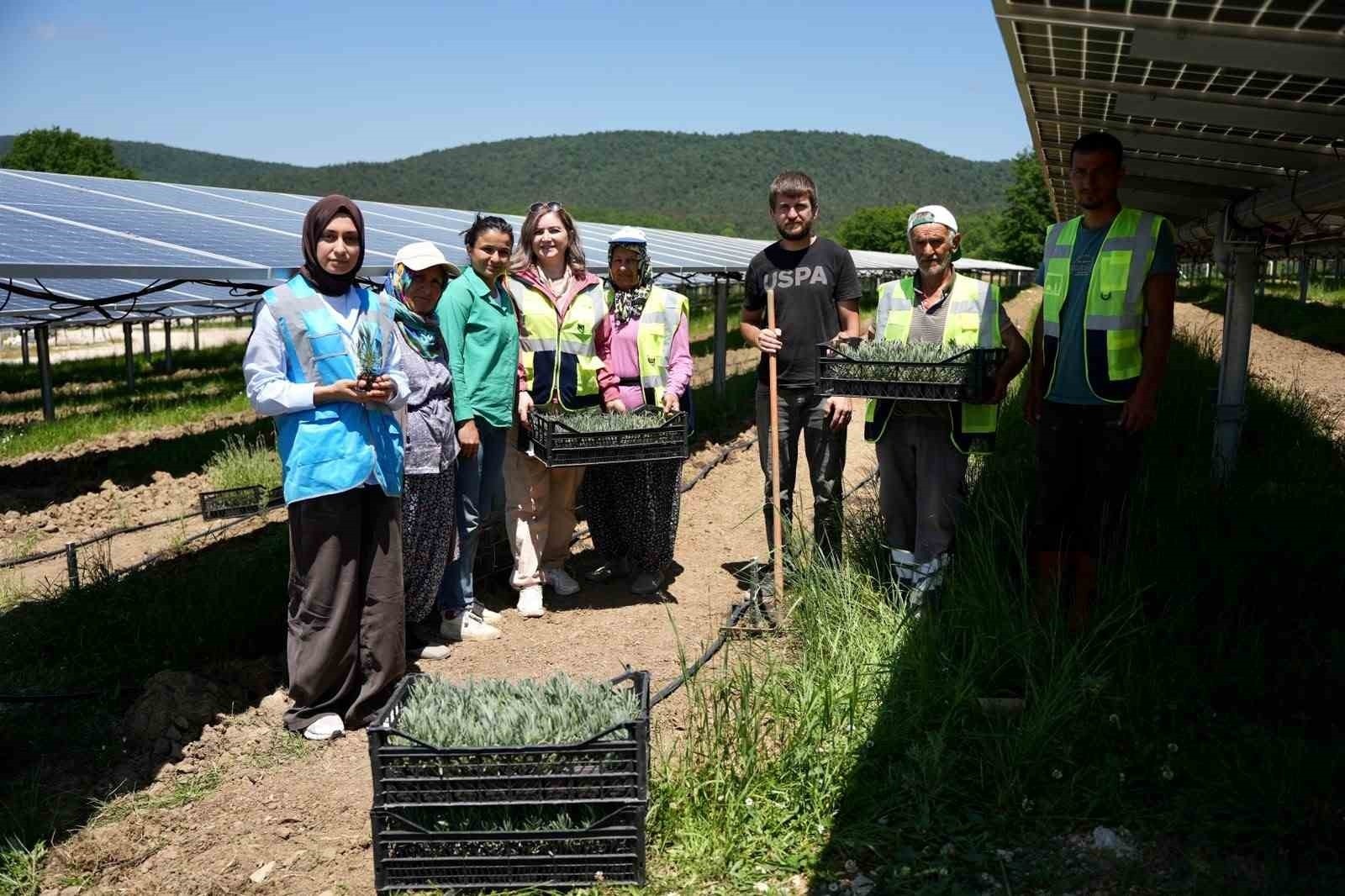 Samsun’da Tarım ve Enerji Entegrasyonu: Agrivoltaik Uygulamalar