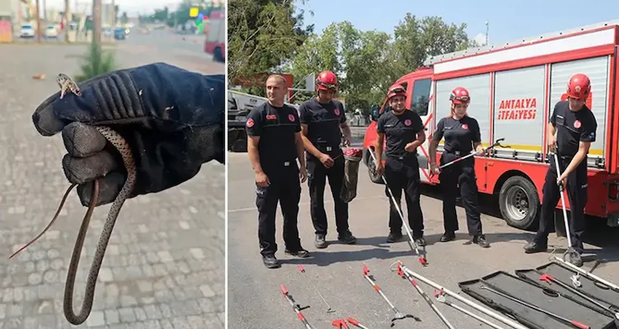 Bir kentte yilan ihbarlari tavan yapti evlere bile giriyorlar ym3w41eB