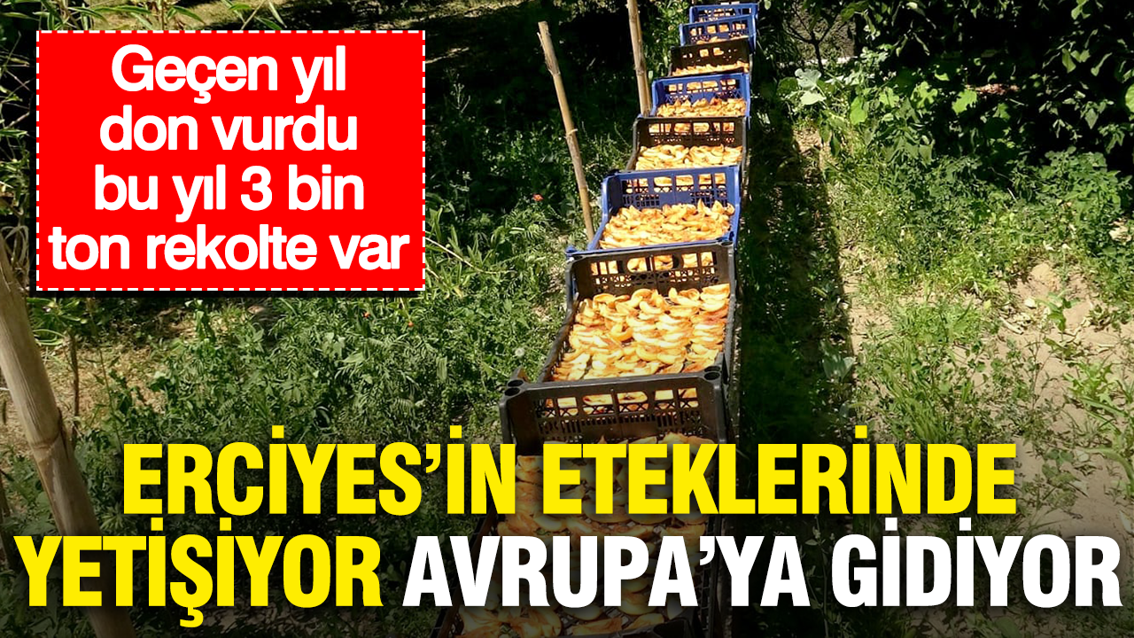 Erciyesin eteklerinde yetisiyor avrupaya gidiyor gecen yil don vurdu bu yil 3 bin ton DlEtad6L