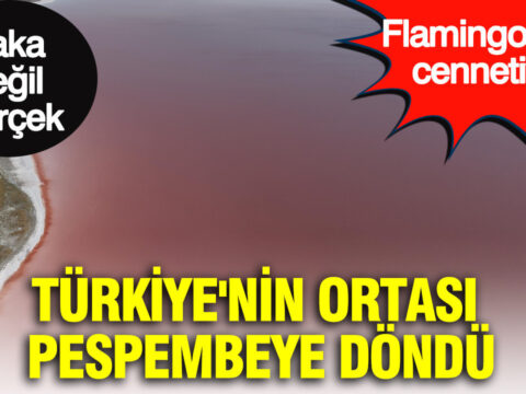 Saka degil gercek turkiyenin ortasi pespembeye dondu flamingolarin cenneti JspzllfE