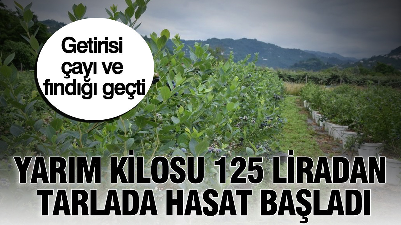 Yarim kilosu 125 liradan tarlada hasat basladi getirisi cayi ve findigi gecti cRKZGl7X